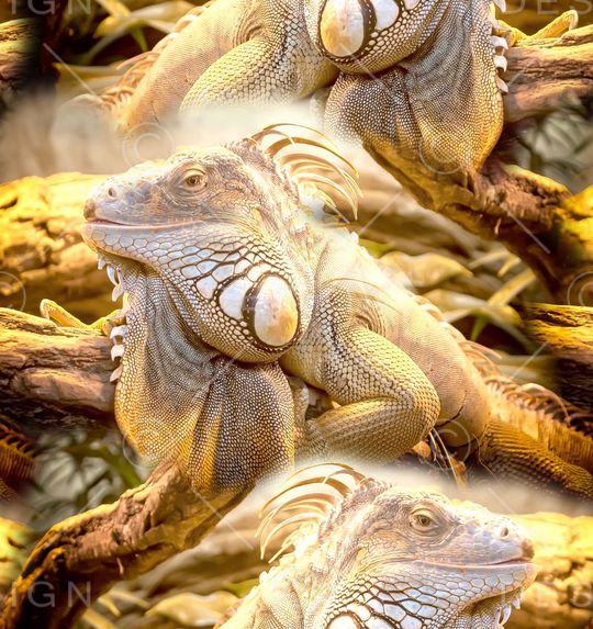 大龙蜥蜴印花华亿平台图片