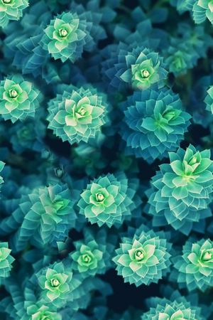 流行时尚印花华亿平台图片