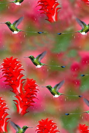 蜂鸟印花华亿平台图片