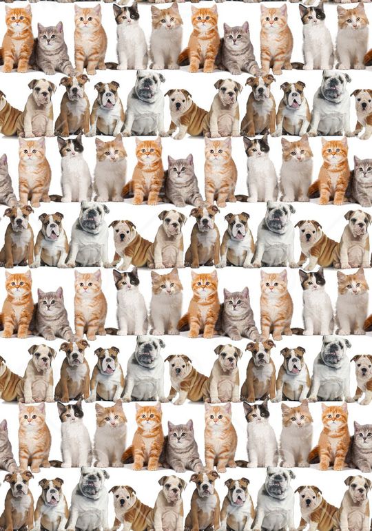 小猫印花华亿平台图片