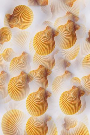 海滩系列印花华亿平台图片