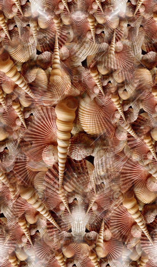 珍珠贝壳印花华亿平台图片