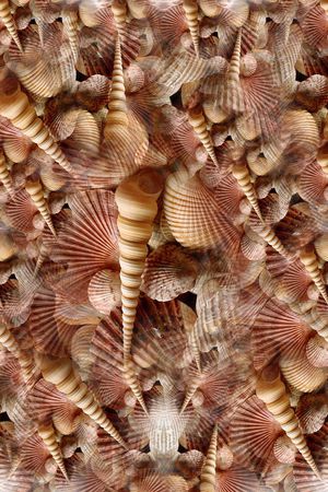 珍珠贝壳印花华亿平台图片