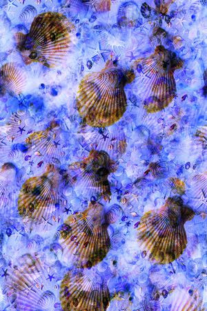 贝壳风印花华亿平台图片