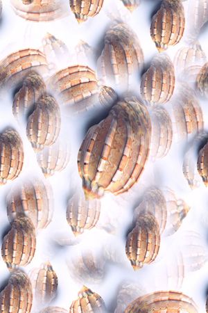 海螺休闲印花华亿平台图片