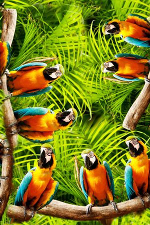 热带丛林印花华亿平台图片