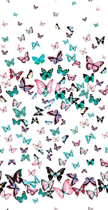 499889-原创蝴蝶动物华亿平台