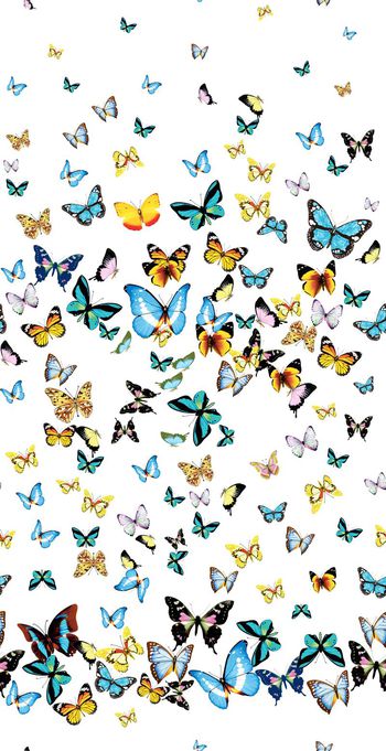 499890-原创蝴蝶动物华亿平台