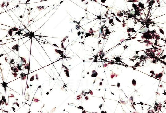 枯黄印花华亿平台图片