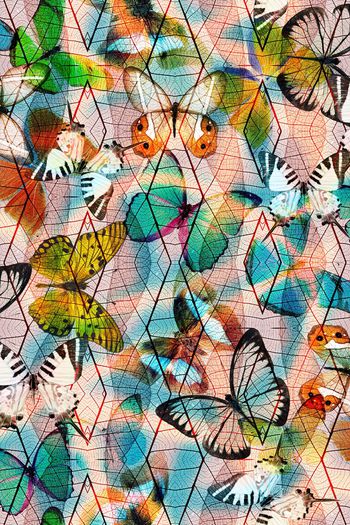 501623-蝴蝶  树叶机理组合