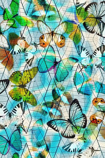 501625-蝴蝶  树叶机理组合