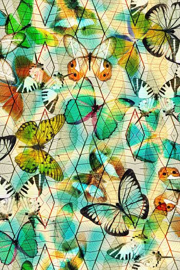 501627-蝴蝶  树叶机理组合