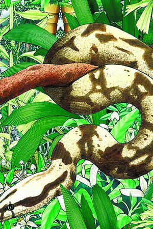 蛇印花华亿平台图片