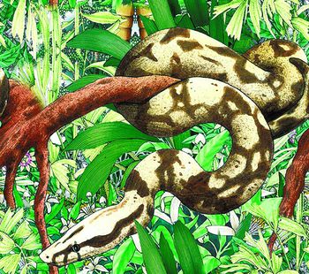 蛇印花华亿平台图片