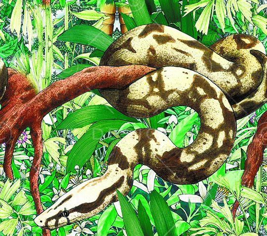 蛇印花华亿平台图片