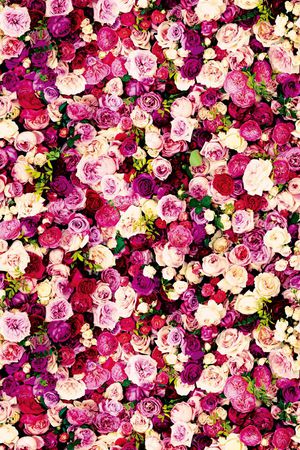 彩绘 花瓣 花卉 花絮 花朵 花蕾 树叶 叶子 百花齐开印花华亿平台图片