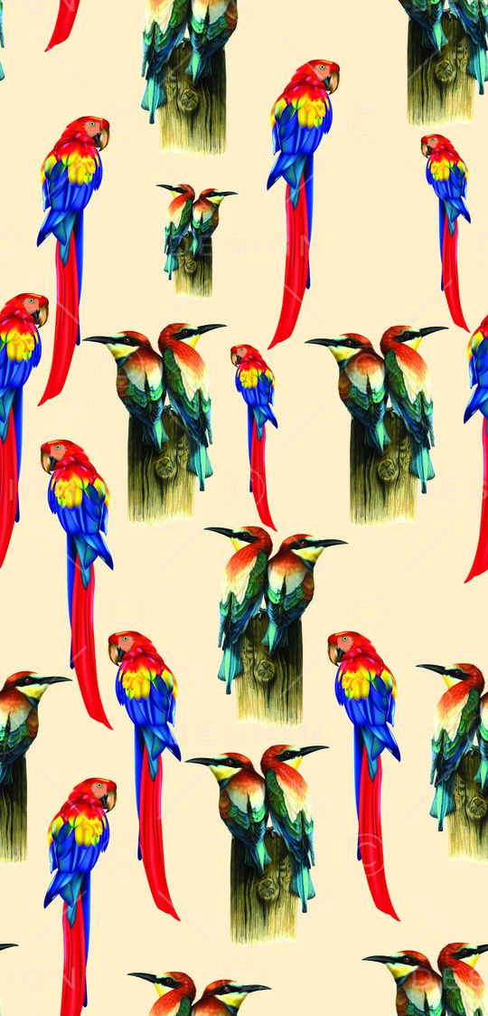 鹦鹉印花华亿平台图片