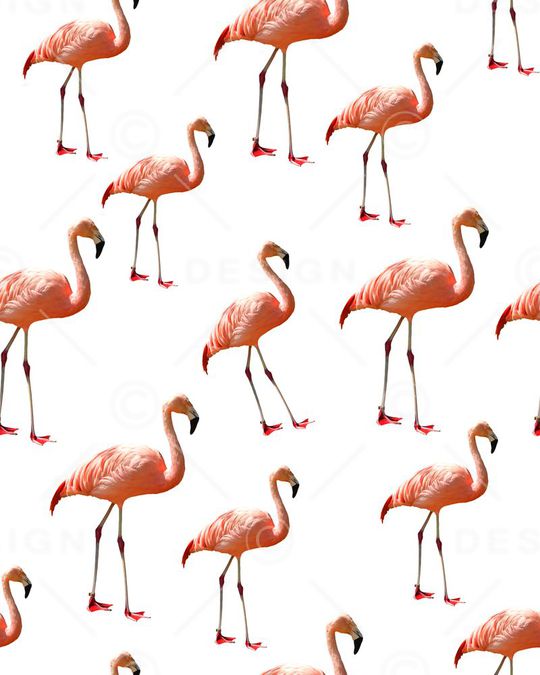 动物印花华亿平台图片