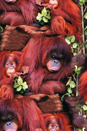 红面猴王印花华亿平台图片