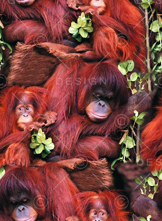 红面猴王印花华亿平台图片
