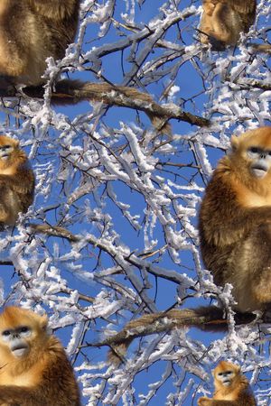 风景印花华亿平台图片