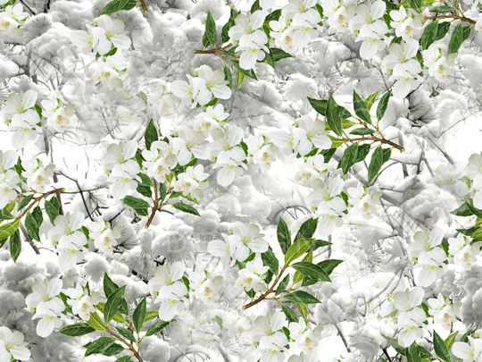 衬衫华亿平台印花华亿平台图片