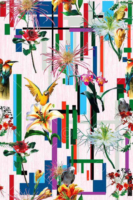 鹦鹉印花华亿平台图片