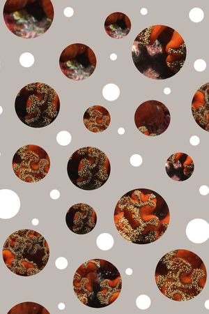 波点印花华亿平台图片