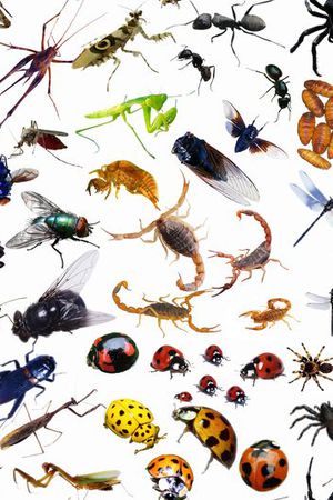 昆虫大世界印花华亿平台图片