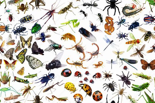 昆虫大世界印花华亿平台图片