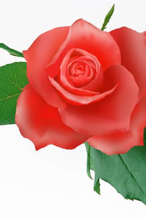 美丽 鲜艳印花华亿平台图片