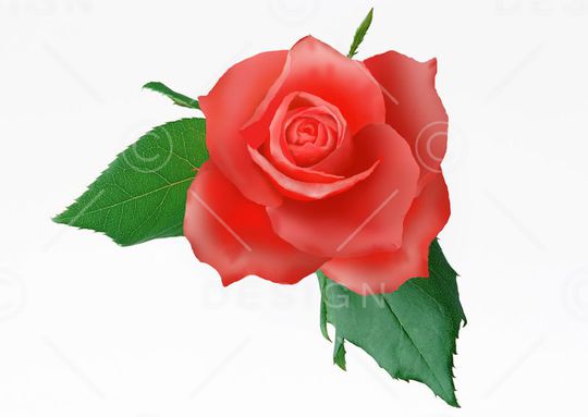 美丽 鲜艳印花华亿平台图片