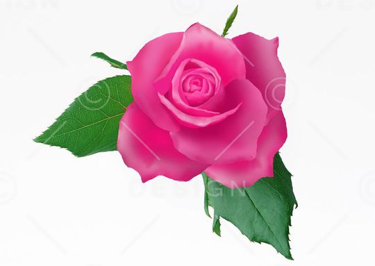 美丽 鲜艳印花华亿平台图片