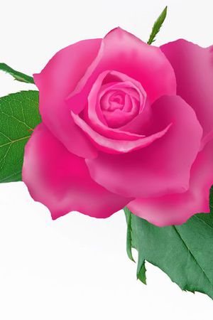 美丽 鲜艳印花华亿平台图片