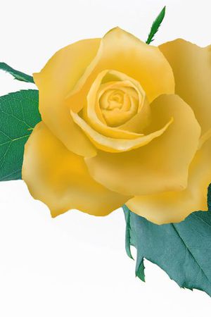 美丽 鲜艳印花华亿平台图片