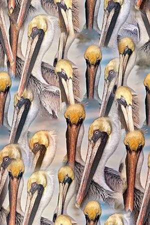 手绘复古欧美风油画长嘴鸟印花华亿平台图片