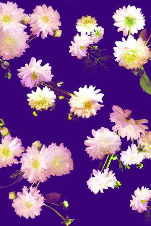 野茶花印花华亿平台图片