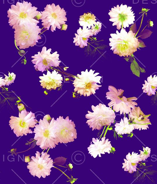 野茶花印花华亿平台图片