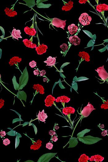 507099-清新玫瑰康乃馨叶子