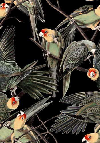 508106-潮流时尚鹦鹉秋冬匹布数码印花