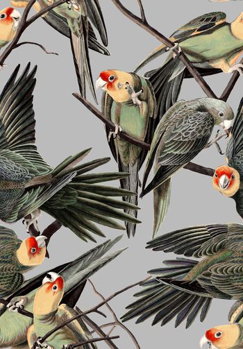 508107-潮流时尚鹦鹉秋冬匹布数码印花