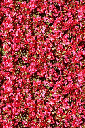 红色花海印花华亿平台图片