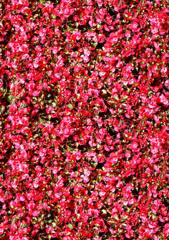 红色花海印花华亿平台图片