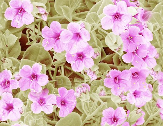 欧美风格印花华亿平台图片