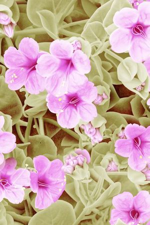 欧美风格印花华亿平台图片