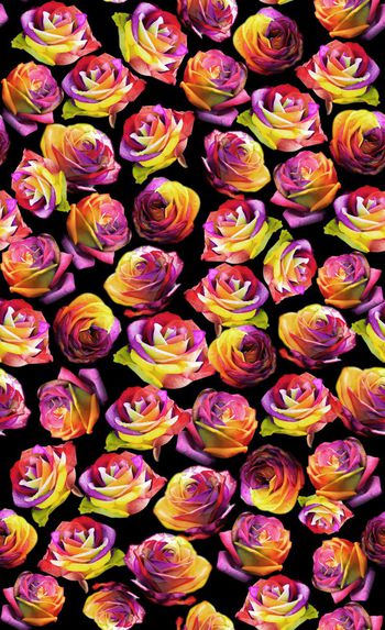 510423-七彩玫瑰花 