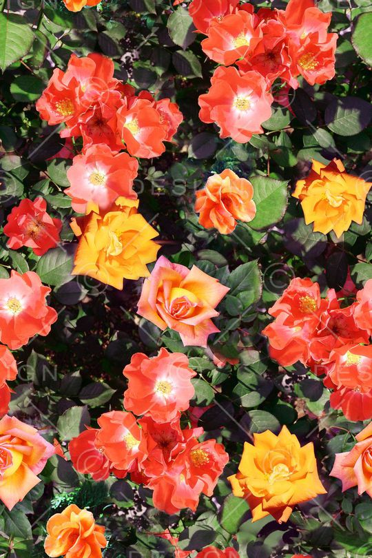 写实玫瑰 花卉印花华亿平台图片