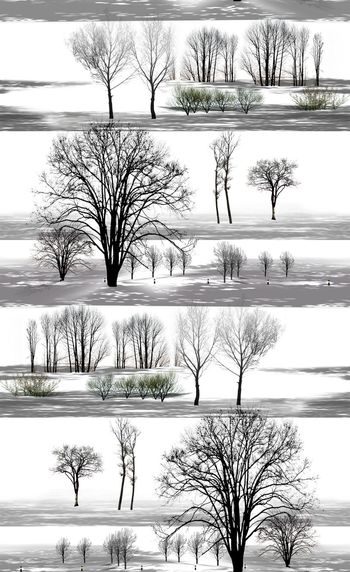 510977-最新枯树造型组合 