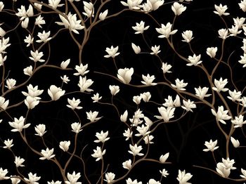 511730-优雅玉兰花