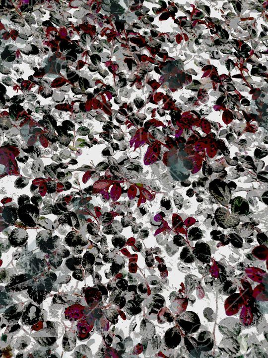 K浪漫田园印花华亿平台图片